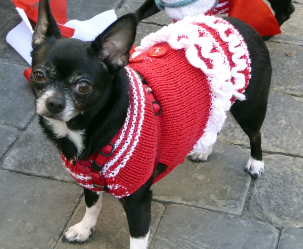 chihuahua dressed