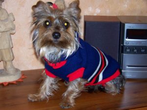 dog at home