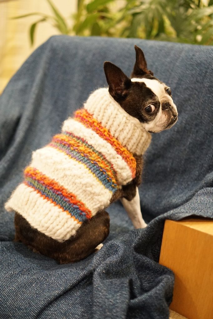 clothed dog