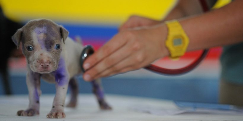dog vet