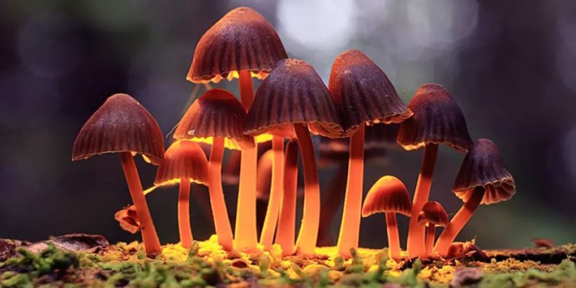 mushrooms